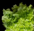 Lettuce decoration